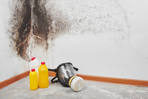 Professional Mold Removal in Whiteville, TN